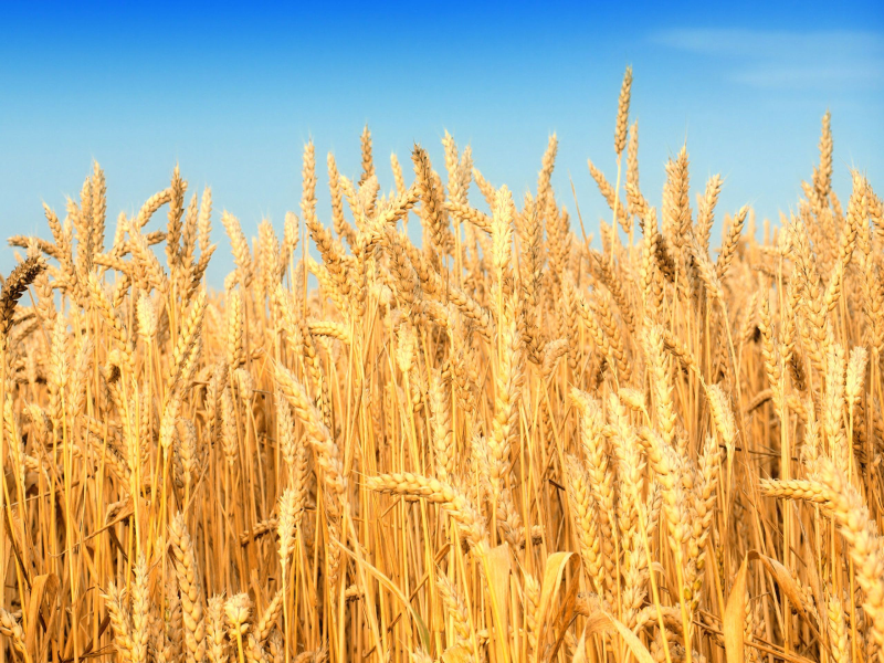Ziraat Odası Başkanlarından Buğday Fiyatı Uyarısı