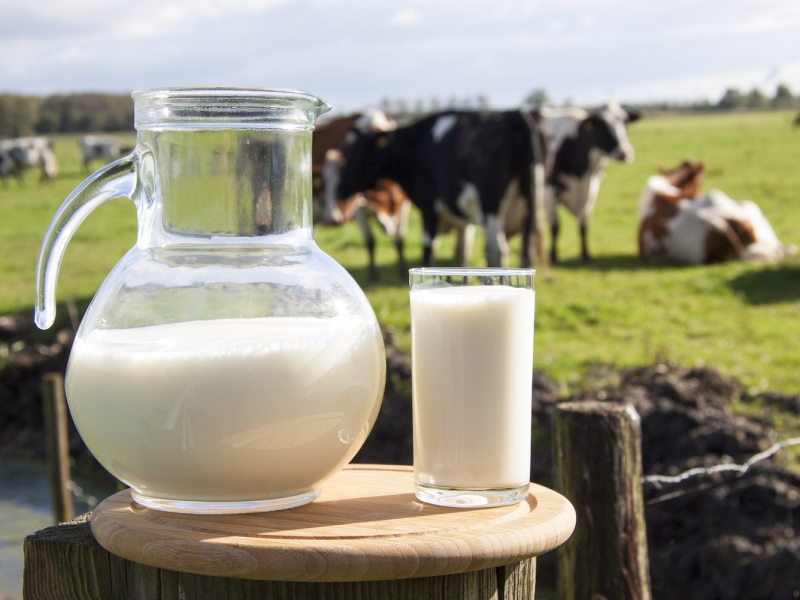 Süt Üretiminde Düşüş Sürüyor