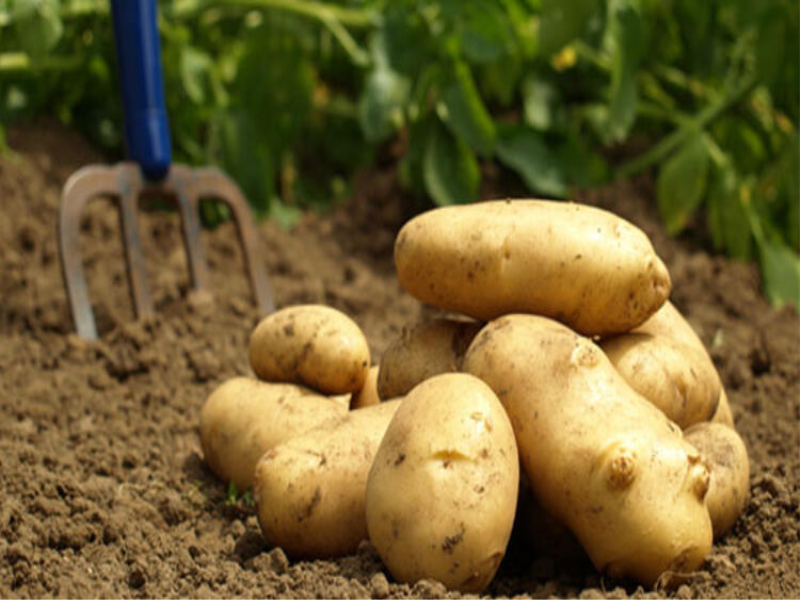 Şemsi Bayraktar: “Maliyeti 90 kuruş olan patateste fiyat 65 kuruşa kadar düştü.”