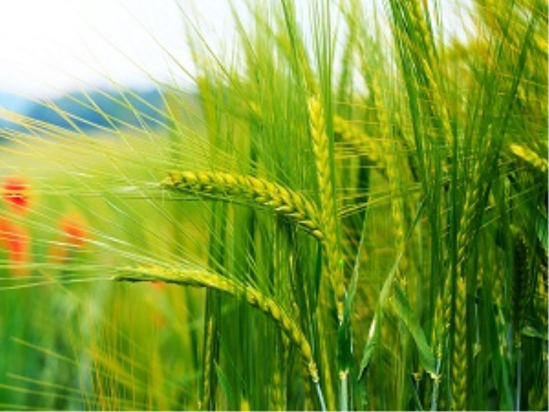Çiftçi sulu alanda makarnalık buğdaya, kuru alanda arpaya yöneldi