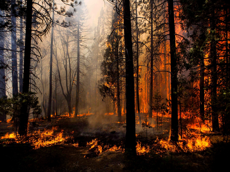 Toprağın Nemini Ölçen Teknoloji İle Orman Yangınları Önlenecek