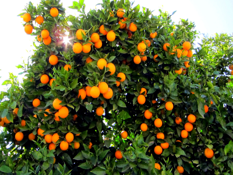Mart ayında portakal hasadı başladı