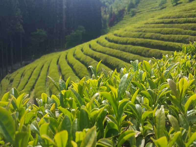 Çay İhracatından Yılın İlk Yarısında 10 Milyon Dolar Gelir Elde Edildi