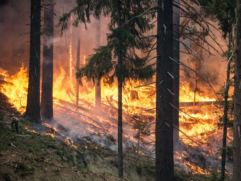 Pakdemirli: Bu Yıl 4 İHA ile Yangına Hassas Orman Bölgelerimizi Gözetleyeceğiz