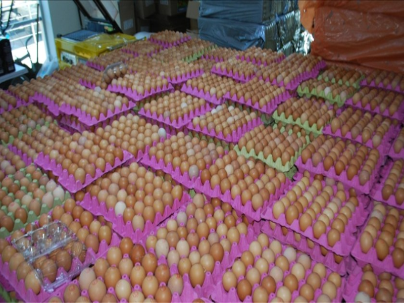 Yumurta Fiyatlarının Artmasında Yem Maliyetleri Etkili Oldu