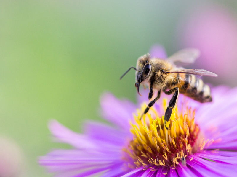 Pandemiye Karşı Doğal Enfeksiyon Savarlar: Bal ve Propolis