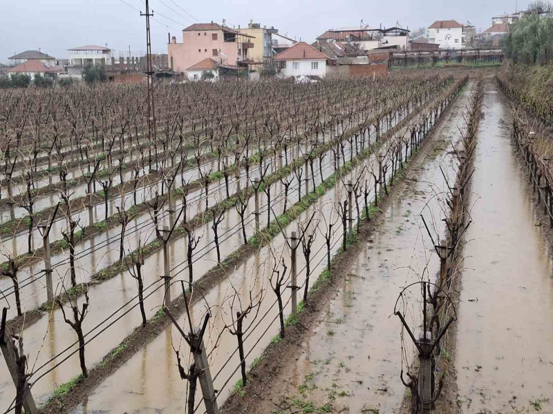 Sarıgöl'de Yağan Bereketli Yağmurlar Üzüm Üreticilerini Sevindirdi