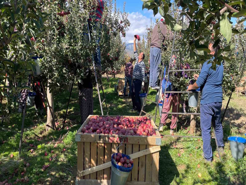 Beyşehir’in Gölyaka Mahallesinde elma hasadı devam ediyor Beyşehir’in Gölyaka Mahallesinde elma hasadı devam ediyor