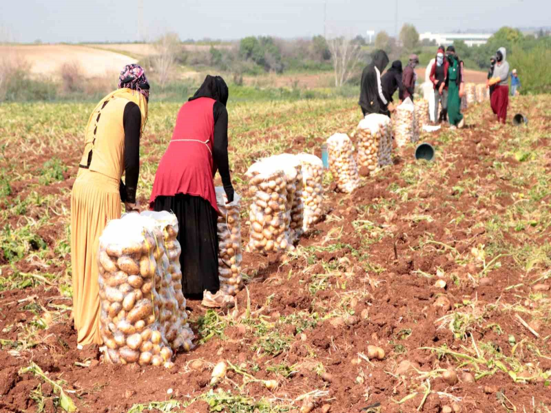 Adana'da turfanda patateste hasat başladı 