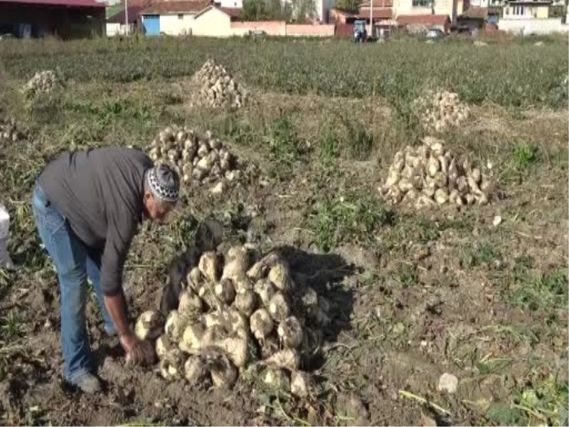 Kütahya'da Çiftçiler Şeker Pancarı Hasadına Başladı Kütahya'da Çiftçiler Şeker Pancarı Hasadına Başladı