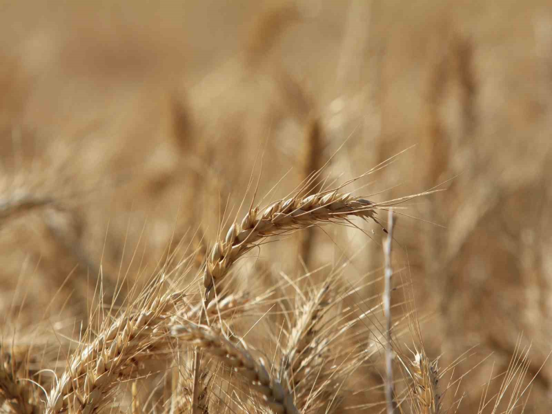 IGC'den Küresel Tahıl Üretimi Tahmini: Rekor Artışla 2.43 Milyon Ton