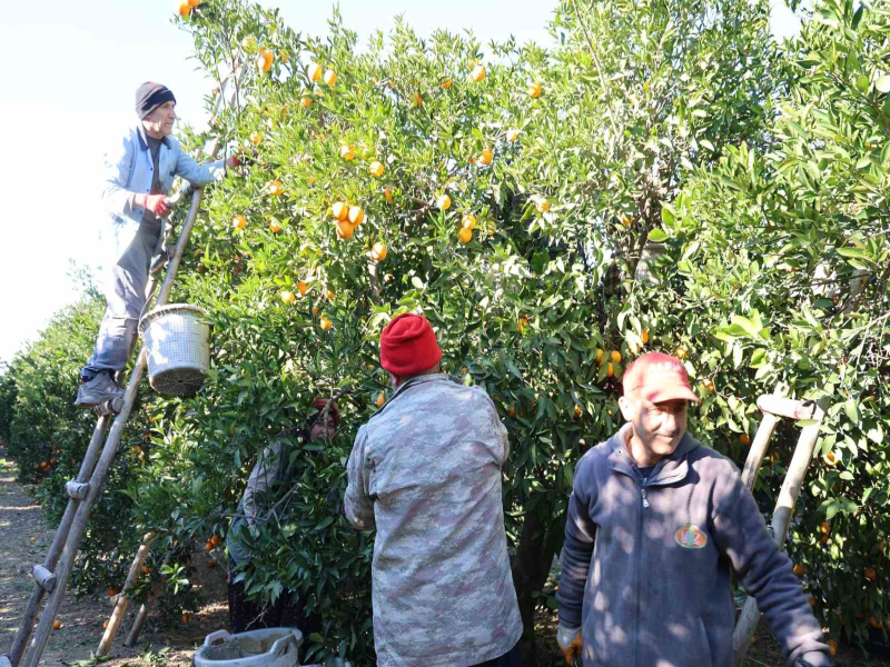 Kozan Portakalında Rekolte Artışıyla Hasat Başladı Kozan Portakalında Rekolte Artışıyla Hasat Başladı