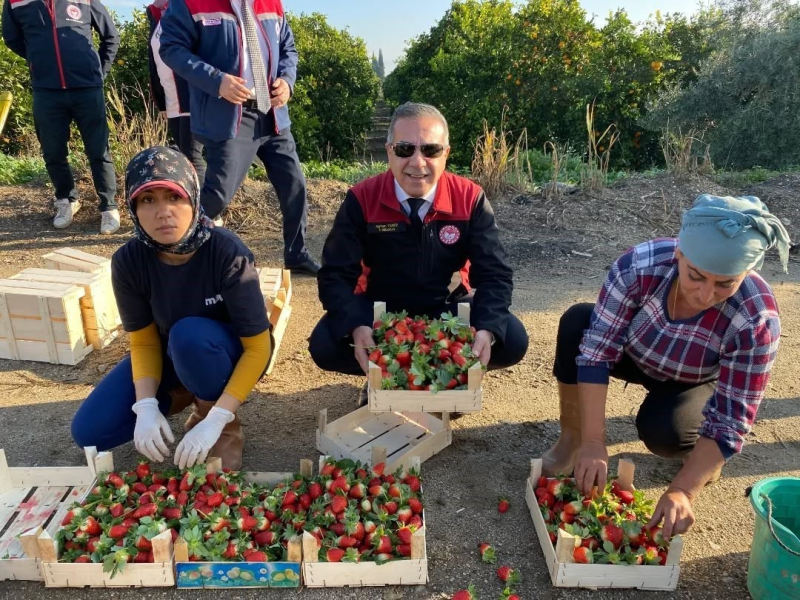  Sultanhisar Çileği Hasadı: Aydın'da Verimli Sezon Başladı