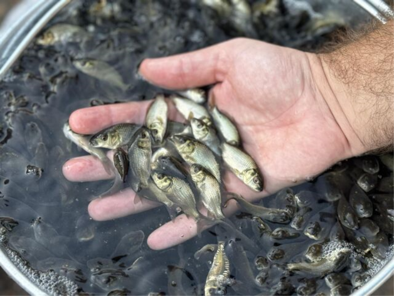 Korkuteli’nde 60 bin sazan balığı yavrusu doğaya bırakıldı.