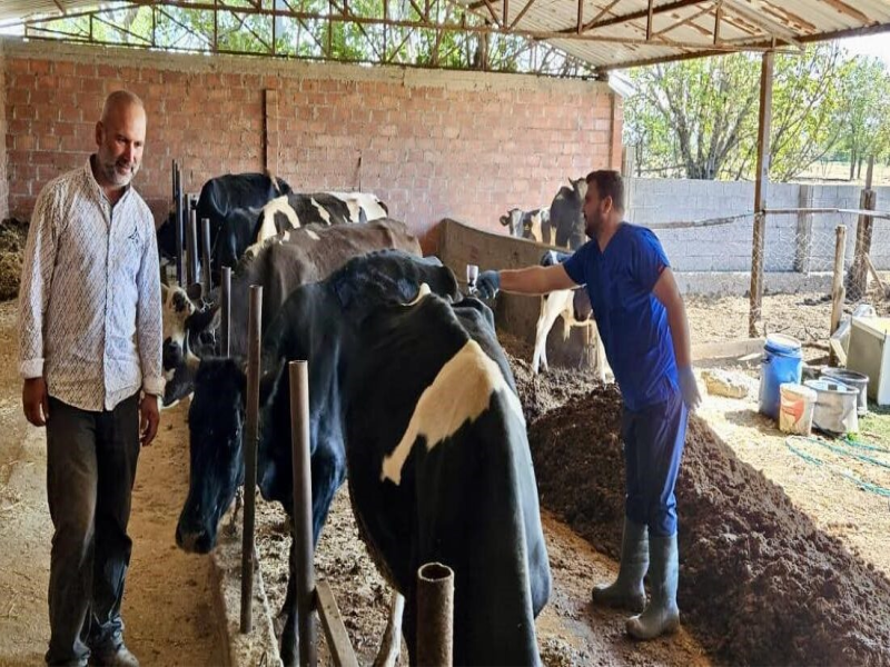 Aydın’da şap hastalığına karşı aşılama çalışmaları devam ediyor.