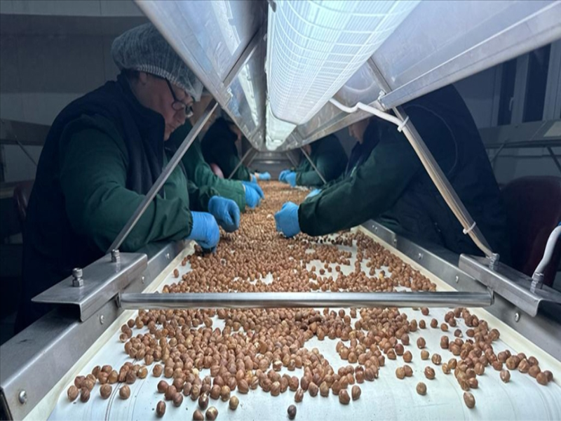 AB ülkelerine 13 bin 461 ton fındık ihraç edildi.