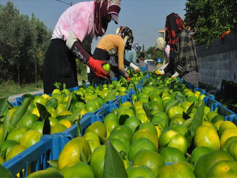 Erkenci mandalina, tarlada 30 TL ile 40 TL arasından alıcı buluyor. Erkenci mandalina, tarlada 30 TL ile 40 TL arasından alıcı buluyor.