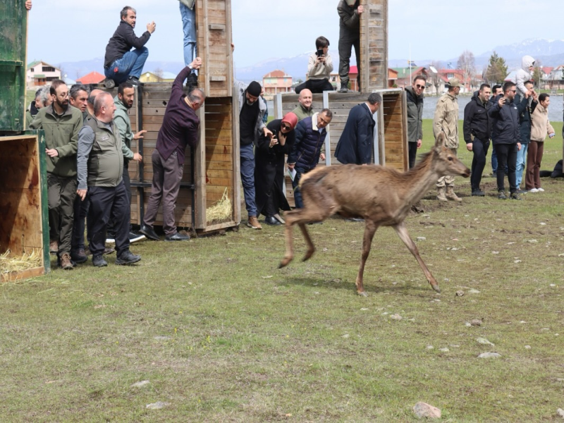 Kızıl geyikler doğayla buluşmayı sürdürüyor       