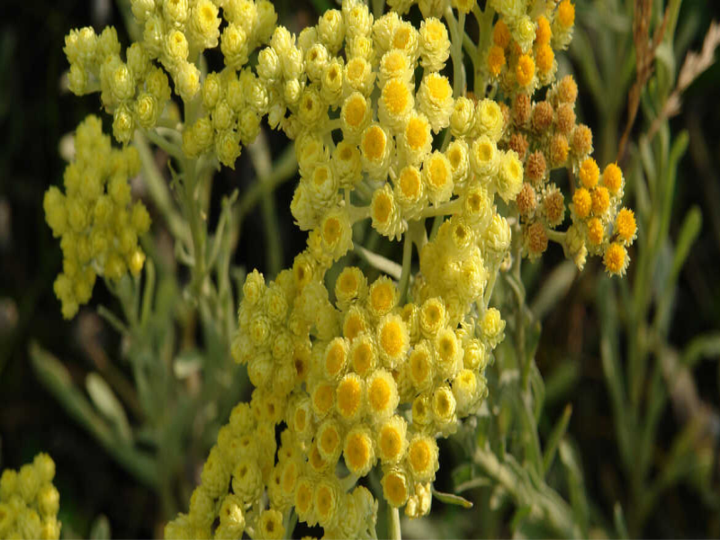 Altın otu Eskişehir'de yetişecek                  