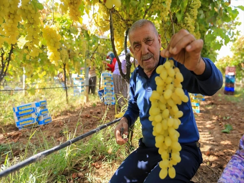 Sarıgöl'de Üzüm Üreticileri Endişeli: Fiyatlar Dip Yaptı