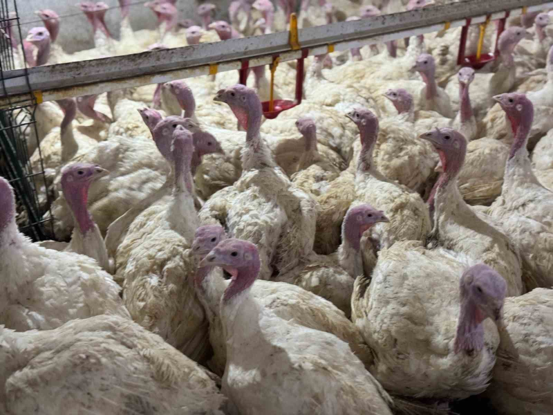 Bolu'da Kuş Gribi Uyarısı: Yetiştiriciler Tedbirli Olmalı