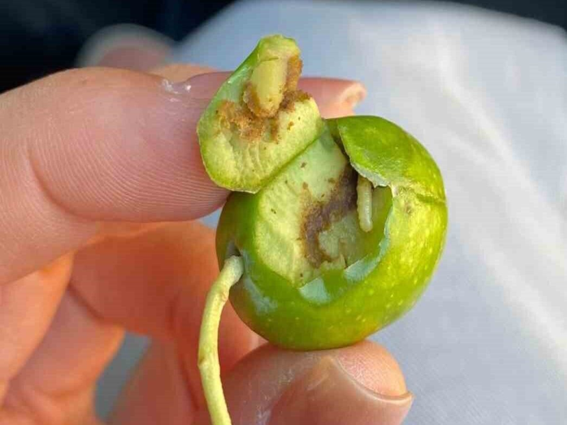 İlçe tarım ekiplerinden zeytin sineğine karşı ilaçlama çağrısı!