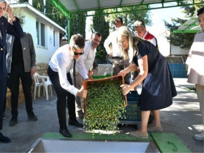 İzmir Çeşme’de damla sakızı ve zeytin hasadı başladı. İzmir Çeşme’de damla sakızı ve zeytin hasadı başladı.