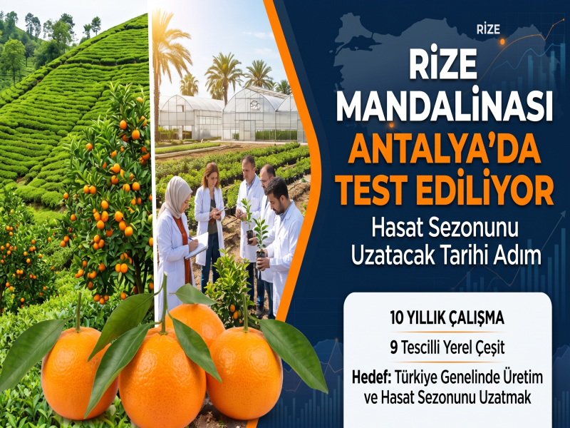 Rize mandalinası Antalya’da test ediliyor
