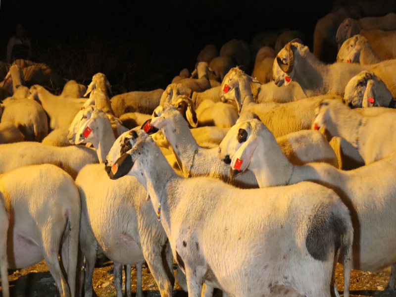 Kemah’ta küçükbaş hayvanlar aşılanarak küpe takılıyor 
