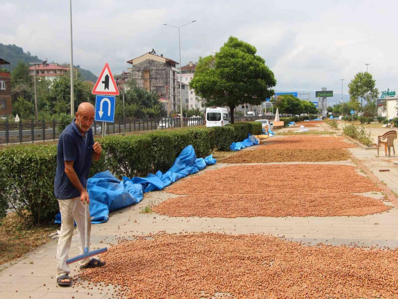Karadeniz Sahil Yolu fındıkçıların yeni harman yeri oldu. 