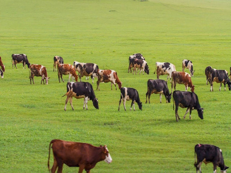 Paylaşılamayan meralar boş kaldı, yangın tehlikesi arttı.