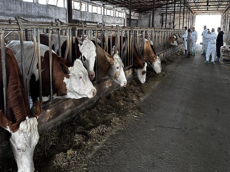 Şap hastalığına karşı aşılama çalışmaları aralıksız devam ediyor.