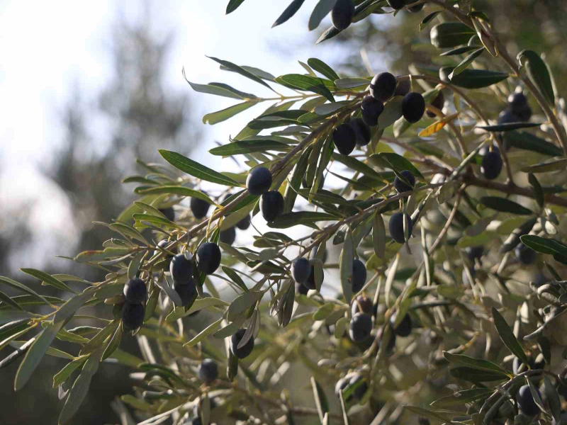 Hatay'da 17 Milyon Zeytin Ağacından 201 Bin Ton Rekolte Bekleniyor