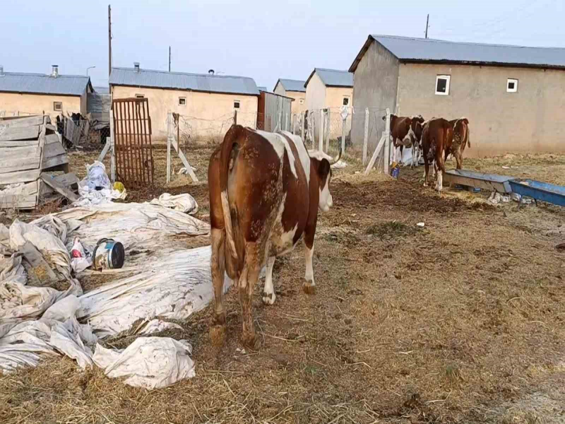 Elazığ'da Şap Hastalığı Sebebiyle Hayvan Ölümleri Üreticileri Zorluyor