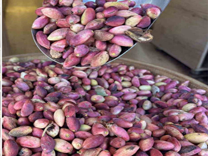 Tezgahlarda yerini almaya başlayan Antep fıstığının kilosu 500 TL oldu.