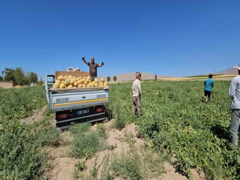 Bitlis Adilcevaz’da kavun hasadı başladı.
