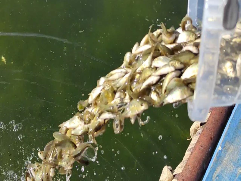 Denizli’deki göl ve göletlere 1 milyon sazan yavrusu bırakıldı.