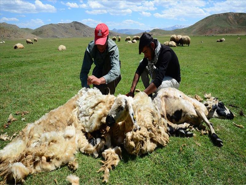 Yozgat’ta havaların ısınmasıyla birlikte koyun kırkma sezonu başladı.