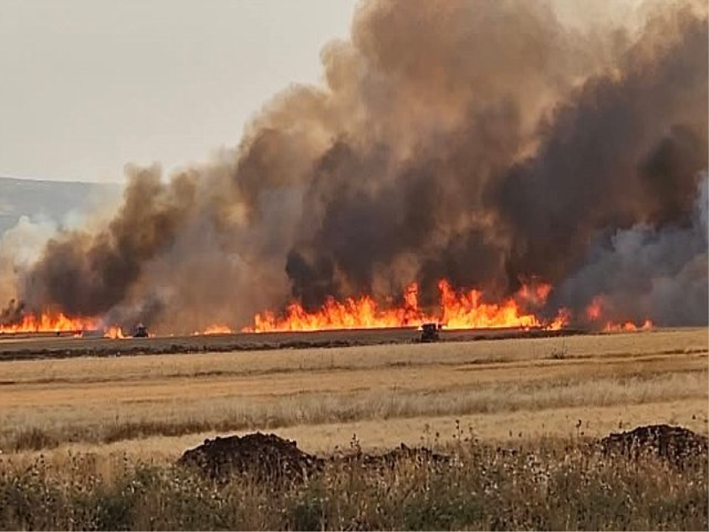 Araban Ovası’ndaki buğday tarlalarında yangın çıktı.