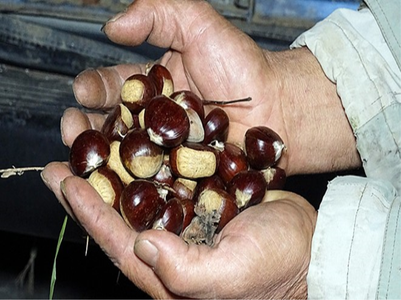 Hasat sonrası "Kuzu kestanesi" tezgahlardaki yerini aldı.