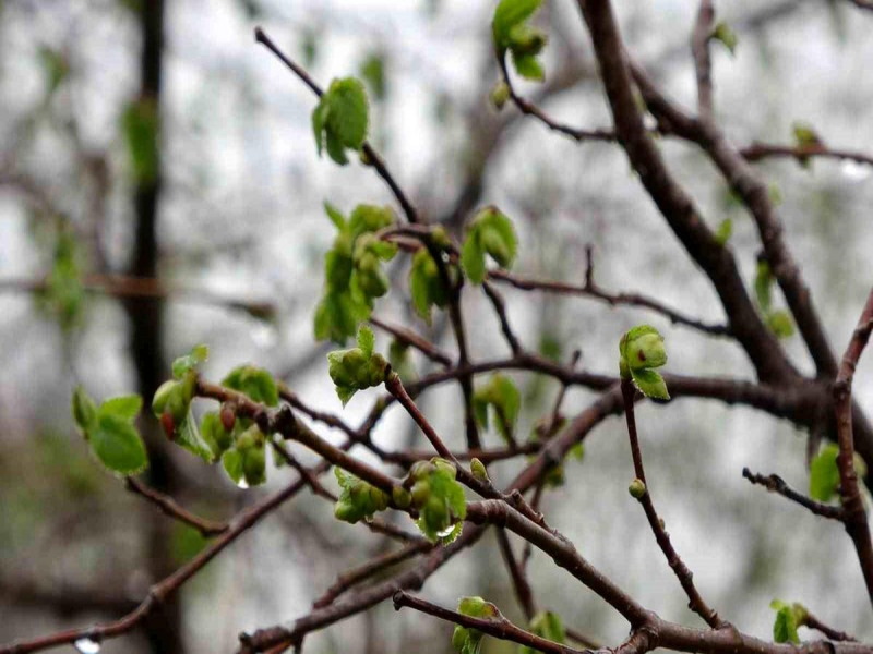 Fındıkta külleme ve kozalak akarına karşı mücadele sürüyor