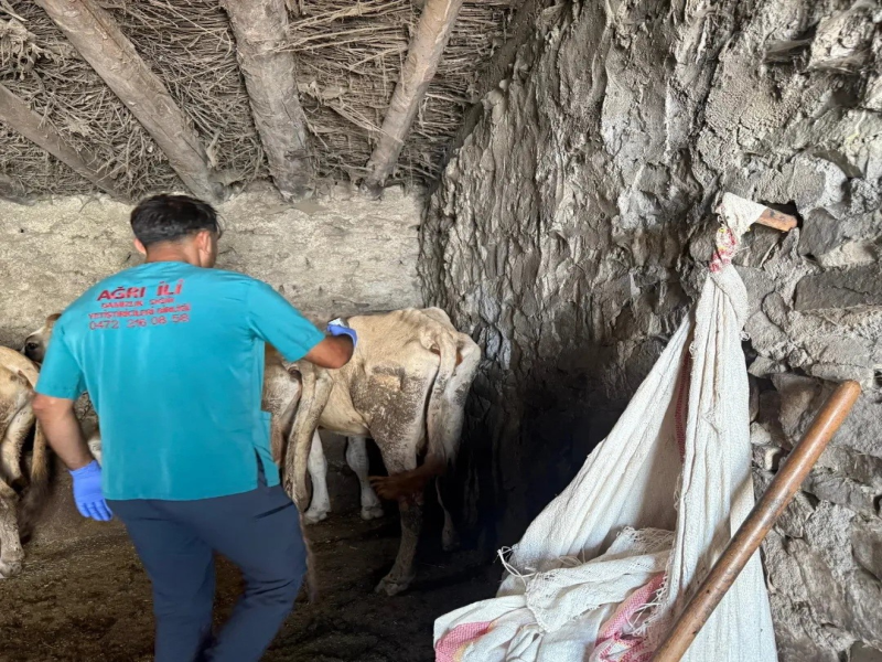 Diyadin’de şap hastalığına karşı aşı çalışmaları sürüyor.