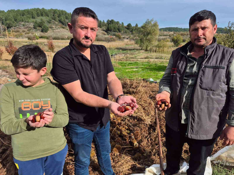 Buldan'da Coğrafi İşaretli Alandız Kestanesi Hasadı Başladı