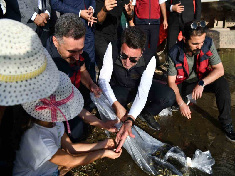 Tunceli’de 850 bin adet sazan yavrusu suyla buluşturuldu.