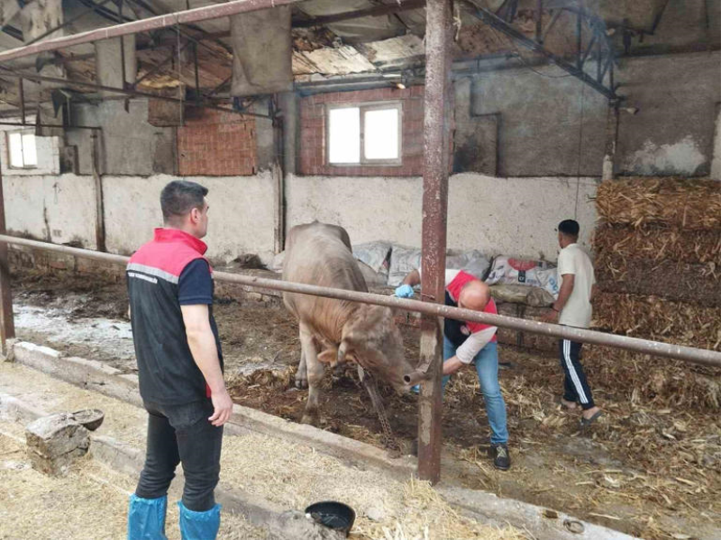 Çorum’daki hayvan pazarları şap hastalığı nedeniyle kapatıldı.