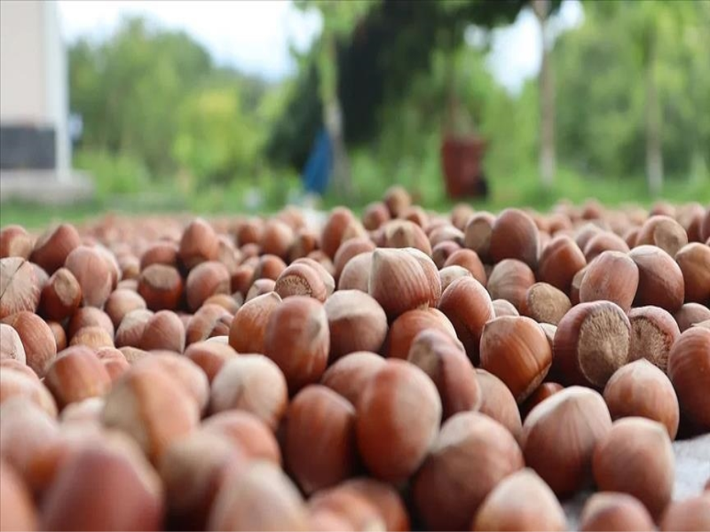 Avrupa Birliği ülkelerine 12 bin 851 ton iç fındık ihraç edildi. 