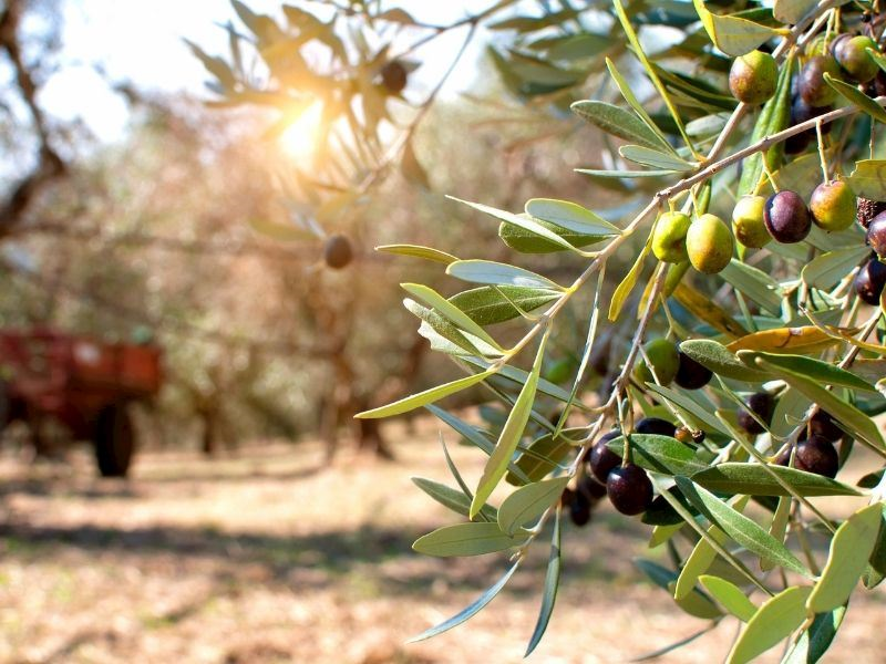 Büyükşehir’den 19 ilçeye 40 bin zeytin fidanı ile destek!