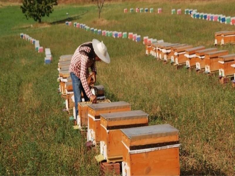 Sultanhisar İlçe Tarım ve Orman Müdürlüğü'nden arıcılara uyarı