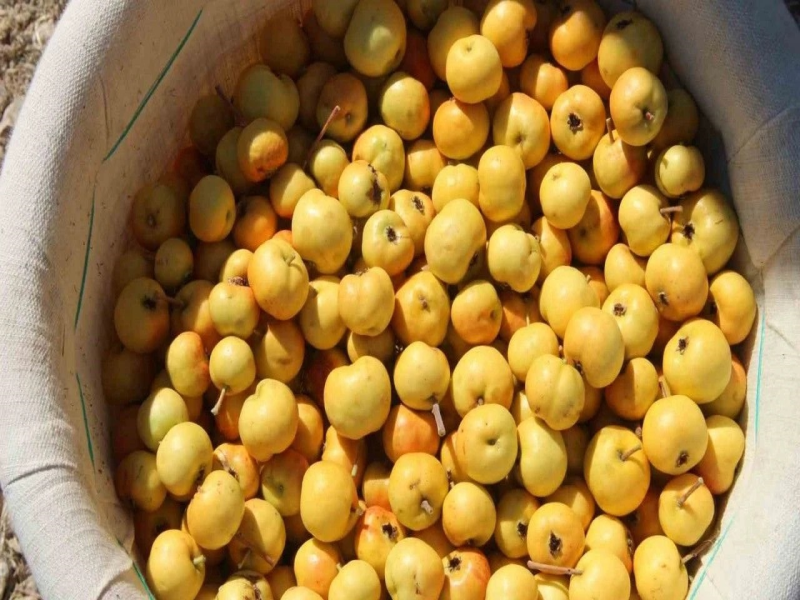 Bitlis'in Tatvan'da Alıç Hasadı Yapıldı