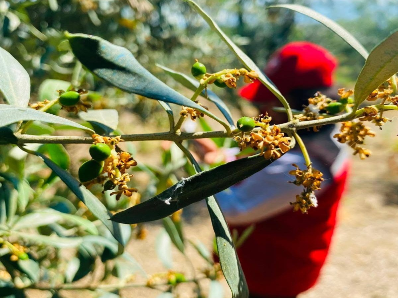 Salihli’de zeytin güvesine karşı uyarı yapıldı    